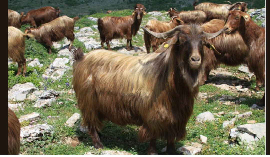 TREGOMENI KAH DEL SHPIRTI…